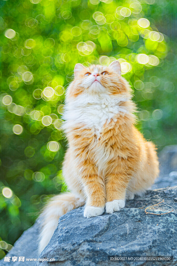 西伯利亚猫