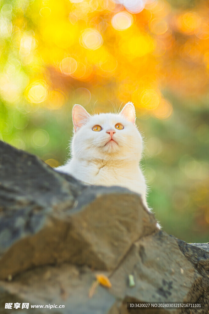 喵星人