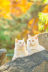 土耳其梵猫