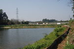 农村鱼塘
