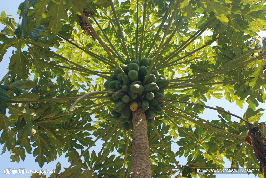 木瓜树