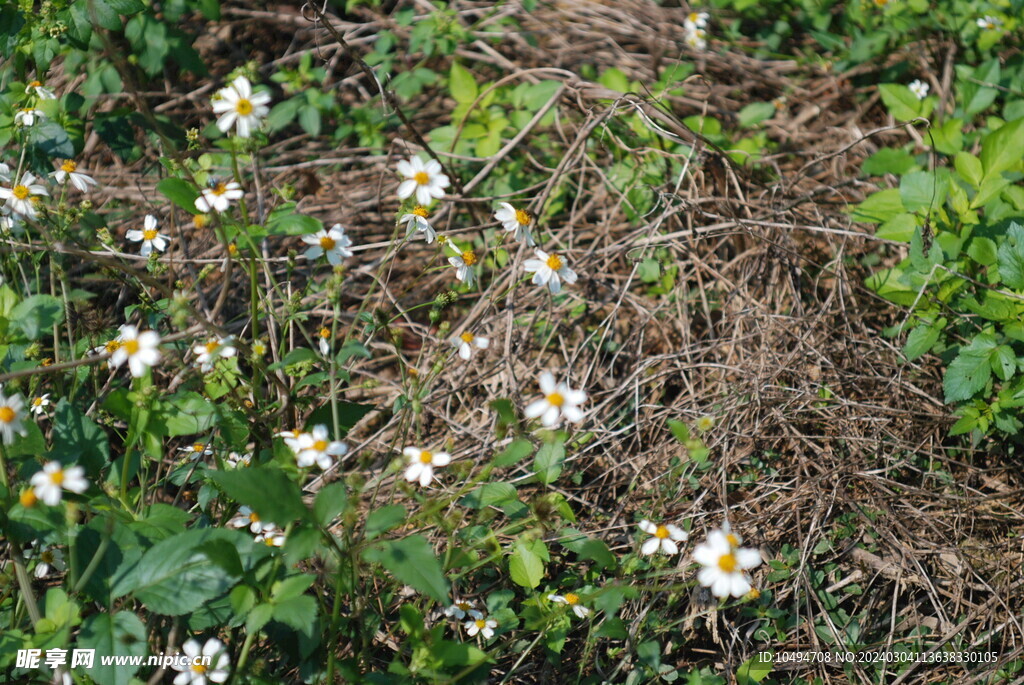 野花野草