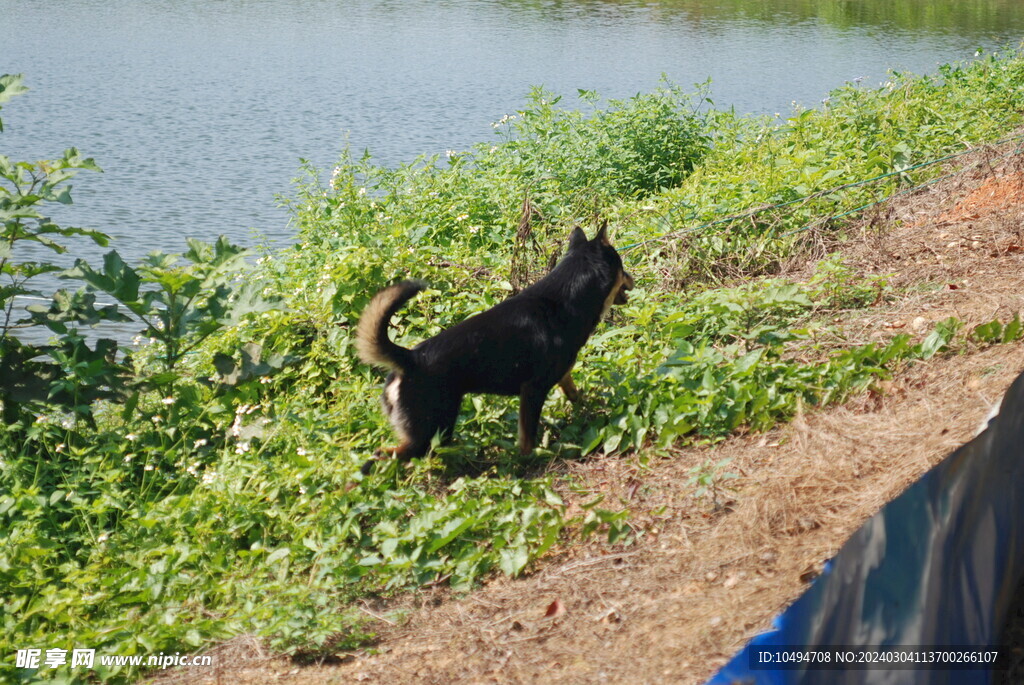 中华田园犬