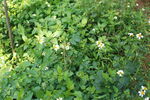 野花野草地