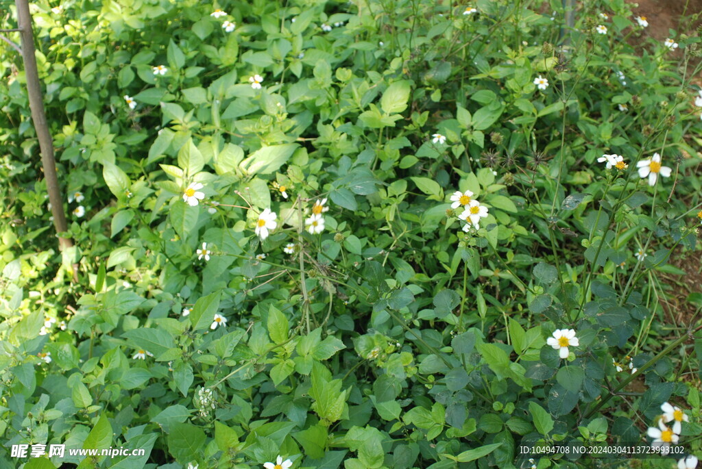 野花野草地