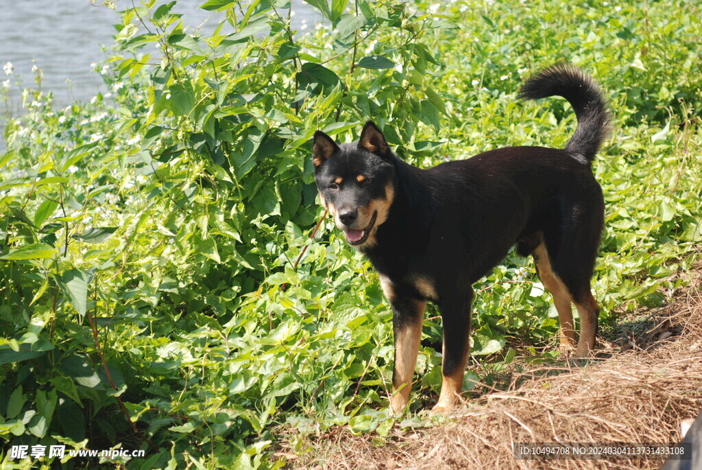 中华田园犬