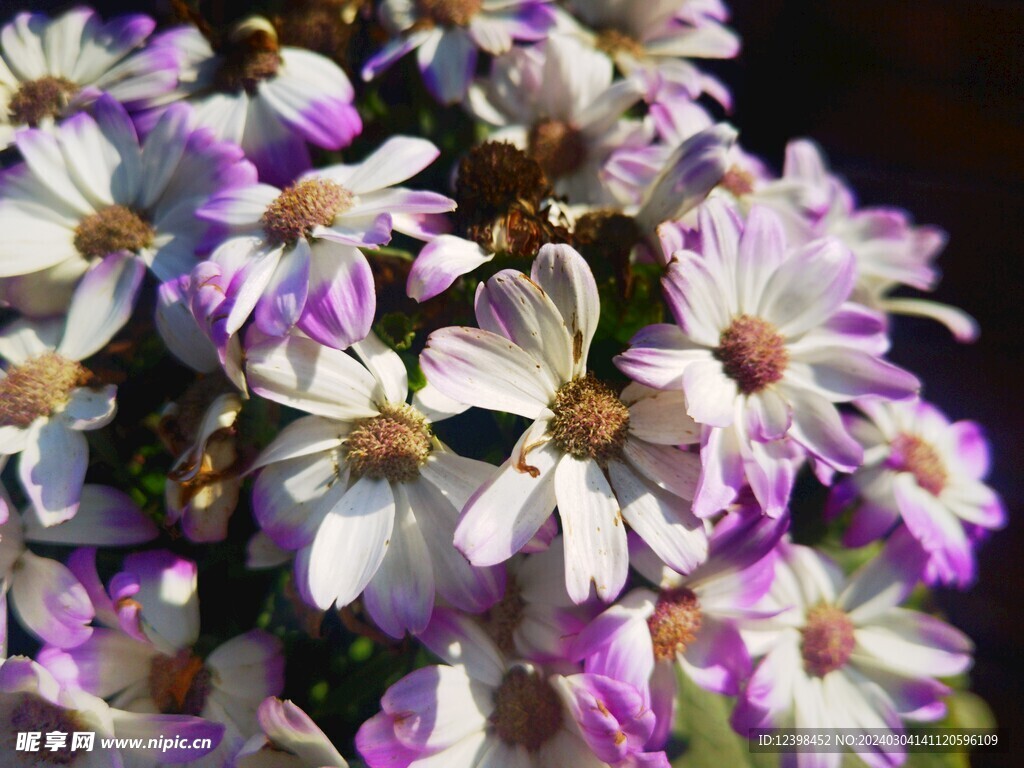 粉色瓜叶菊鲜花