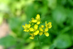 白菜花嫩芽