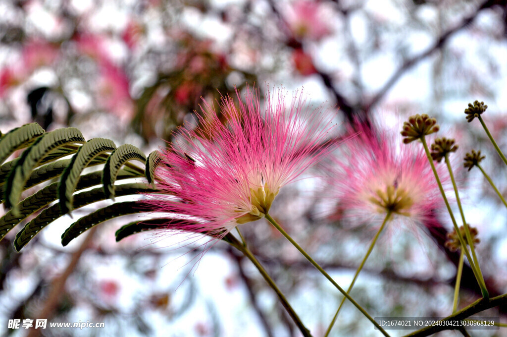 合欢树花