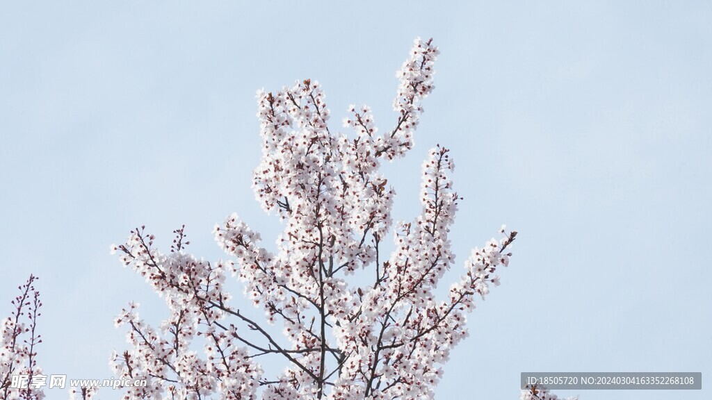 春天的花朵