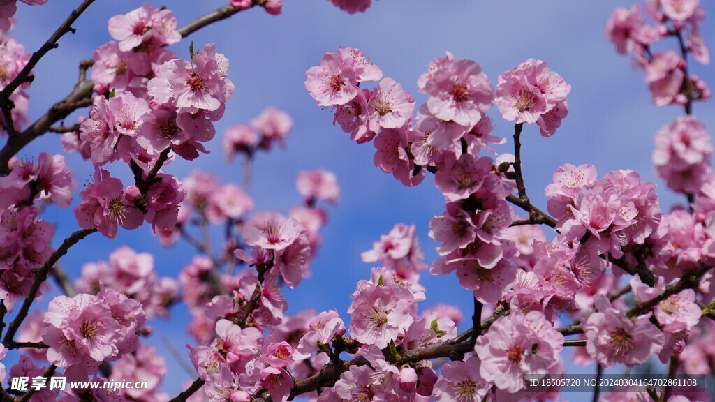 杏仁花