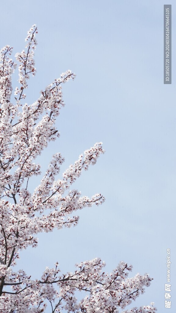 春天的花朵