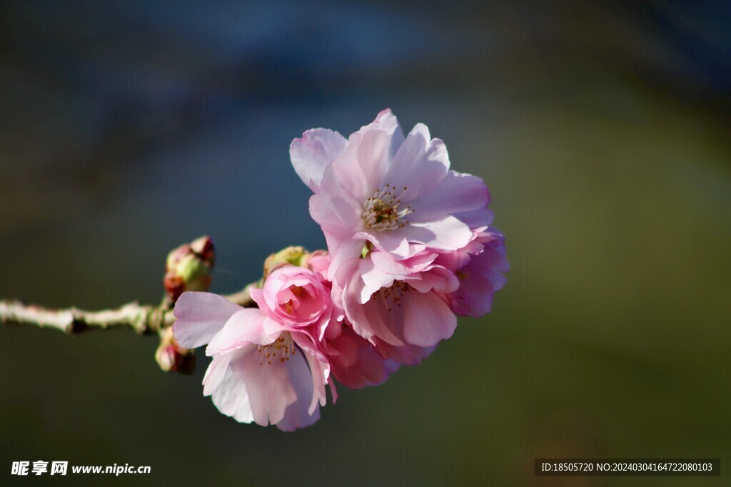 樱花