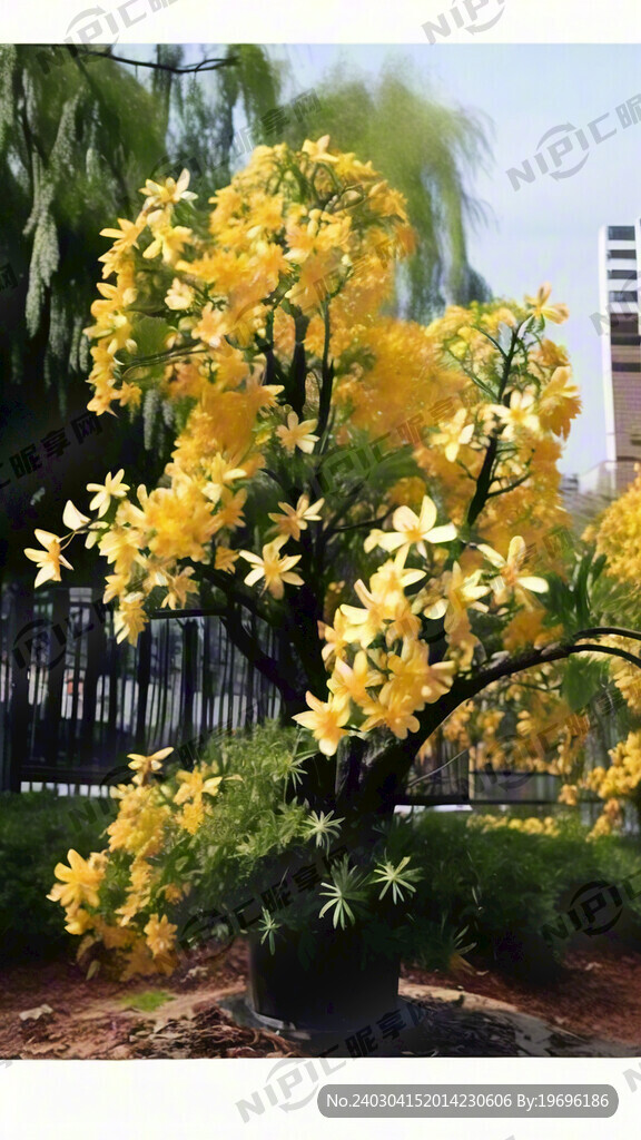 黄花风铃木