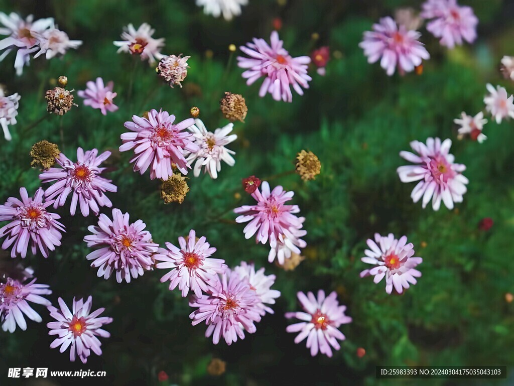雏菊