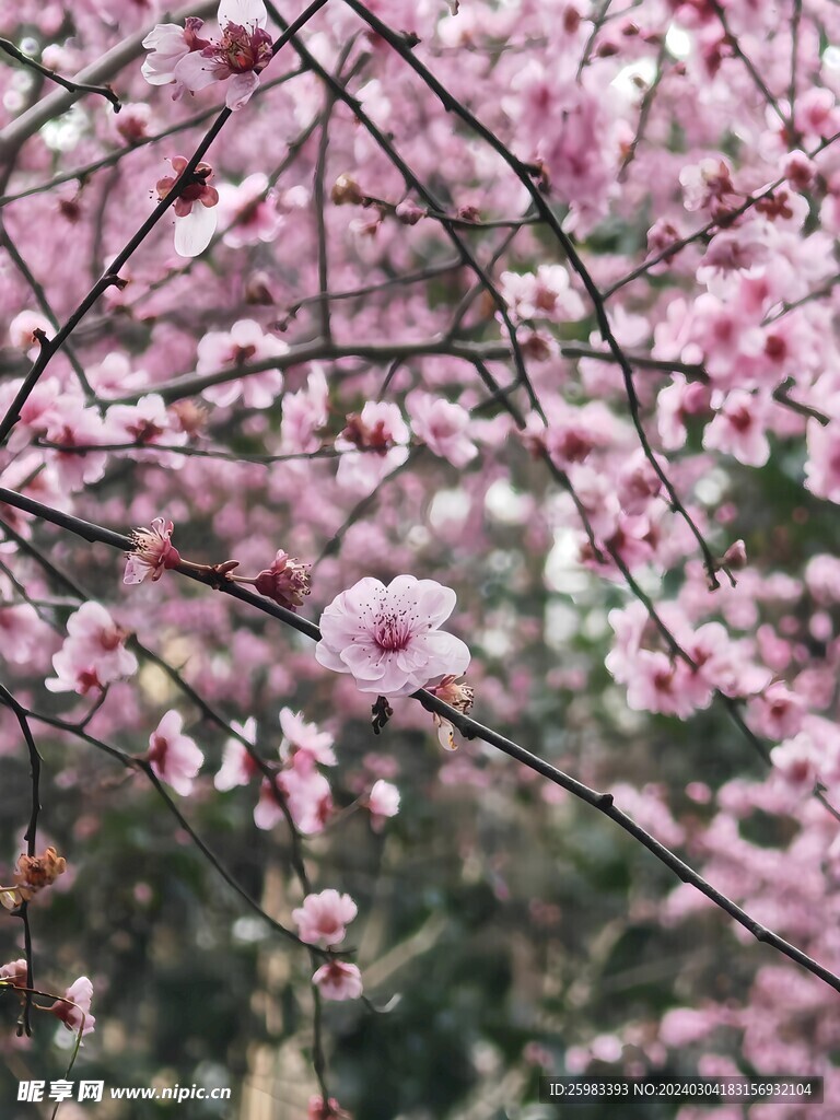 桃花