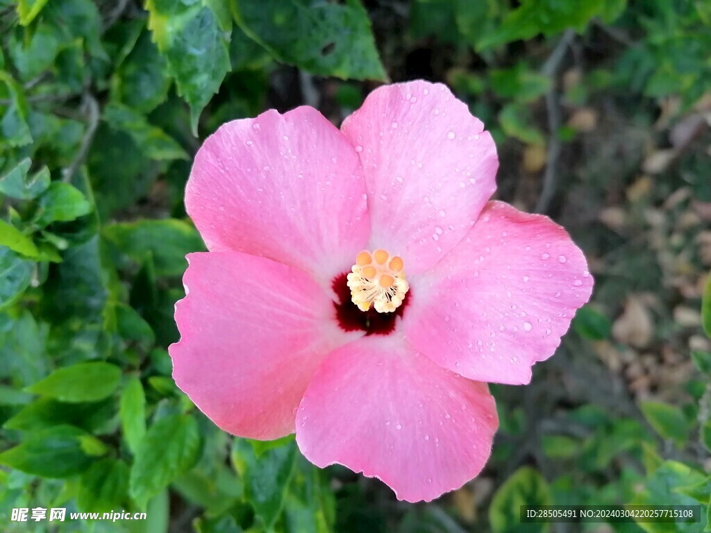 朱槿花