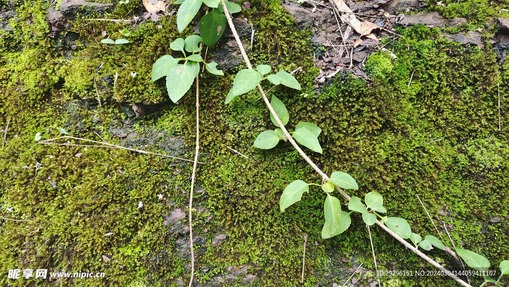 苔藓地