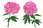 手绘花