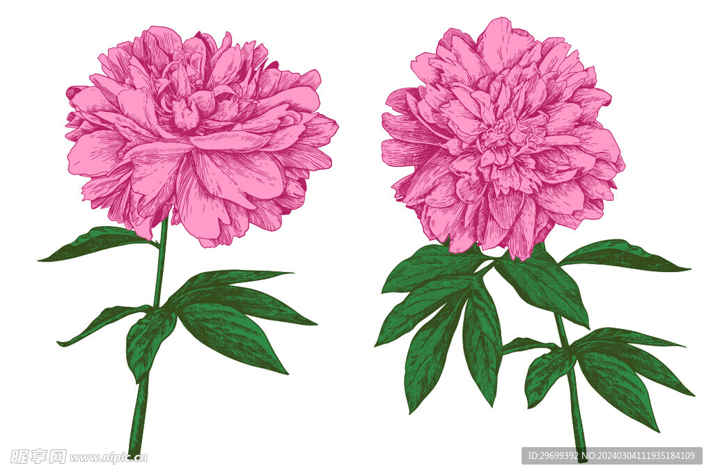 手绘花