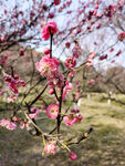 梅花