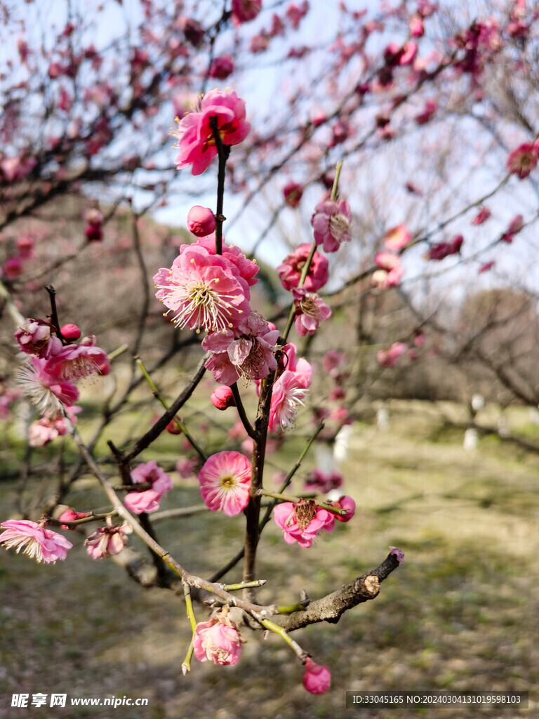 梅花