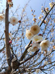白色梅花