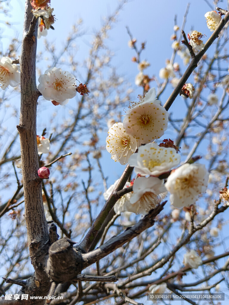 白色梅花