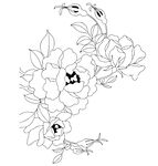 传统月季花朵描线纹样