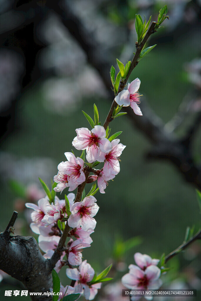 桃花