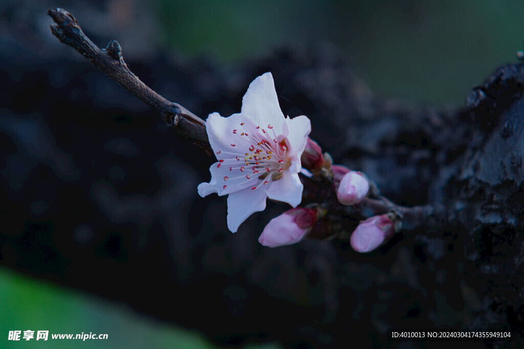 桃花