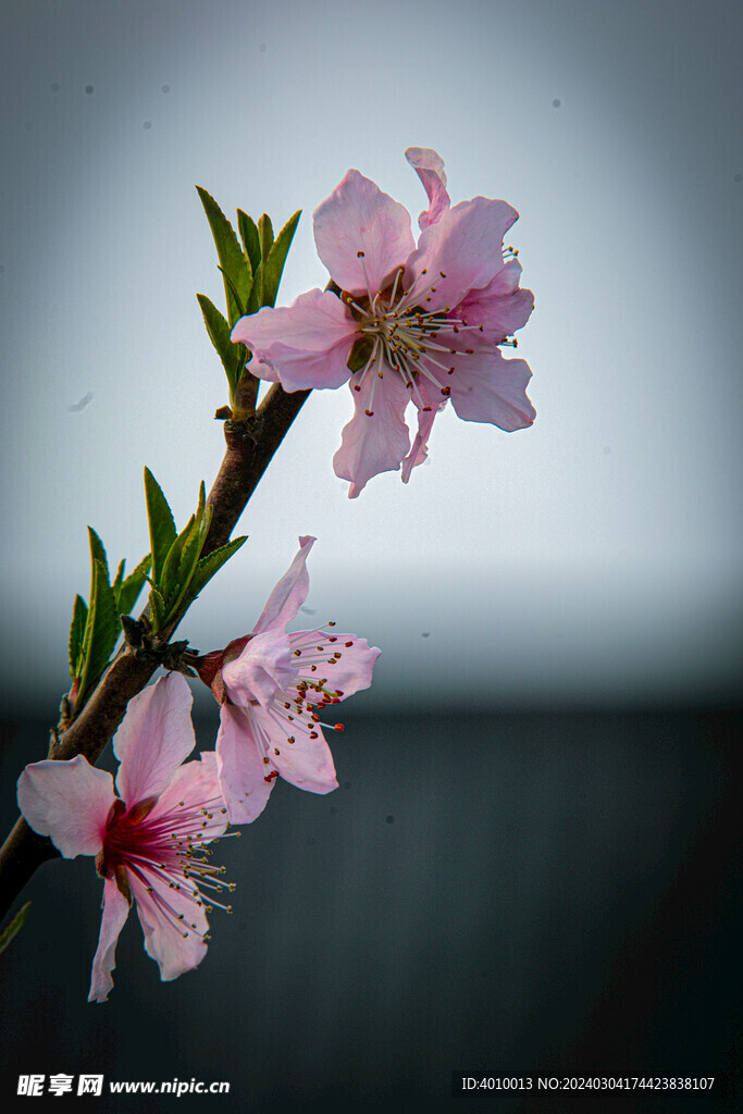 桃花