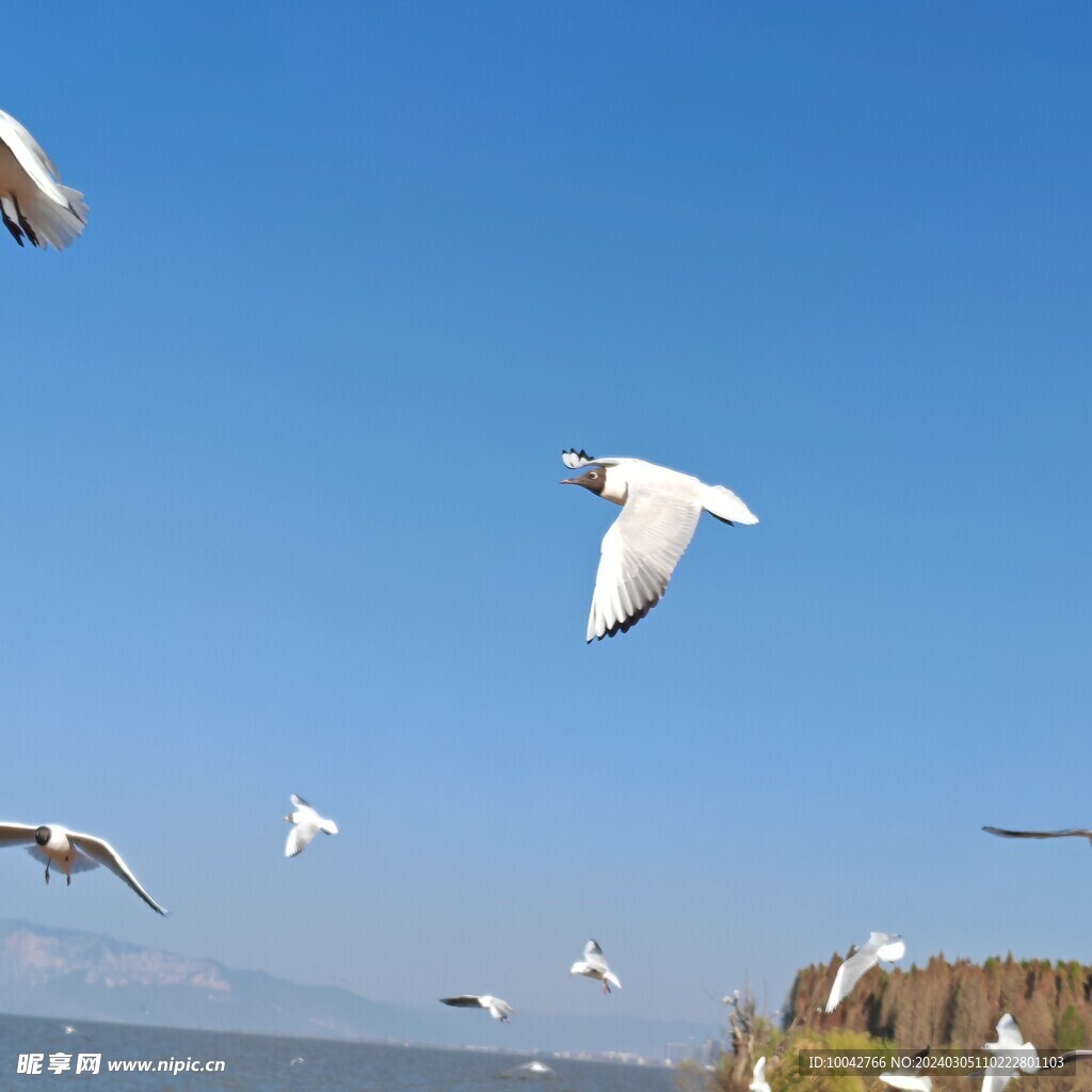 海鸥