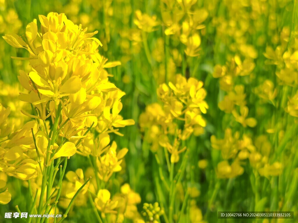 油菜花