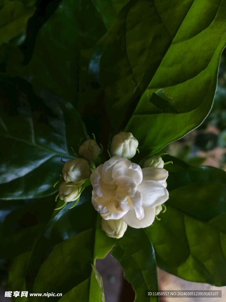 茉莉花