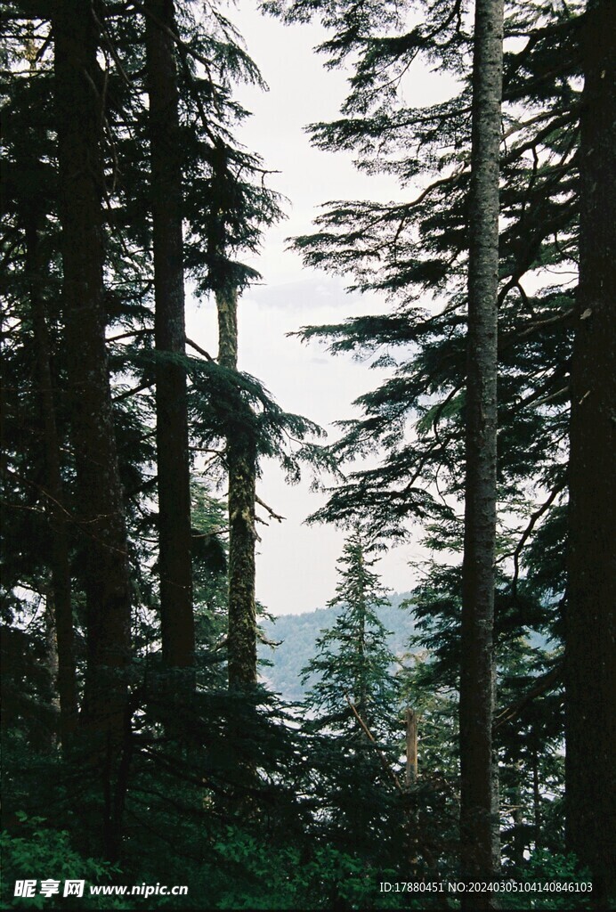 丛林