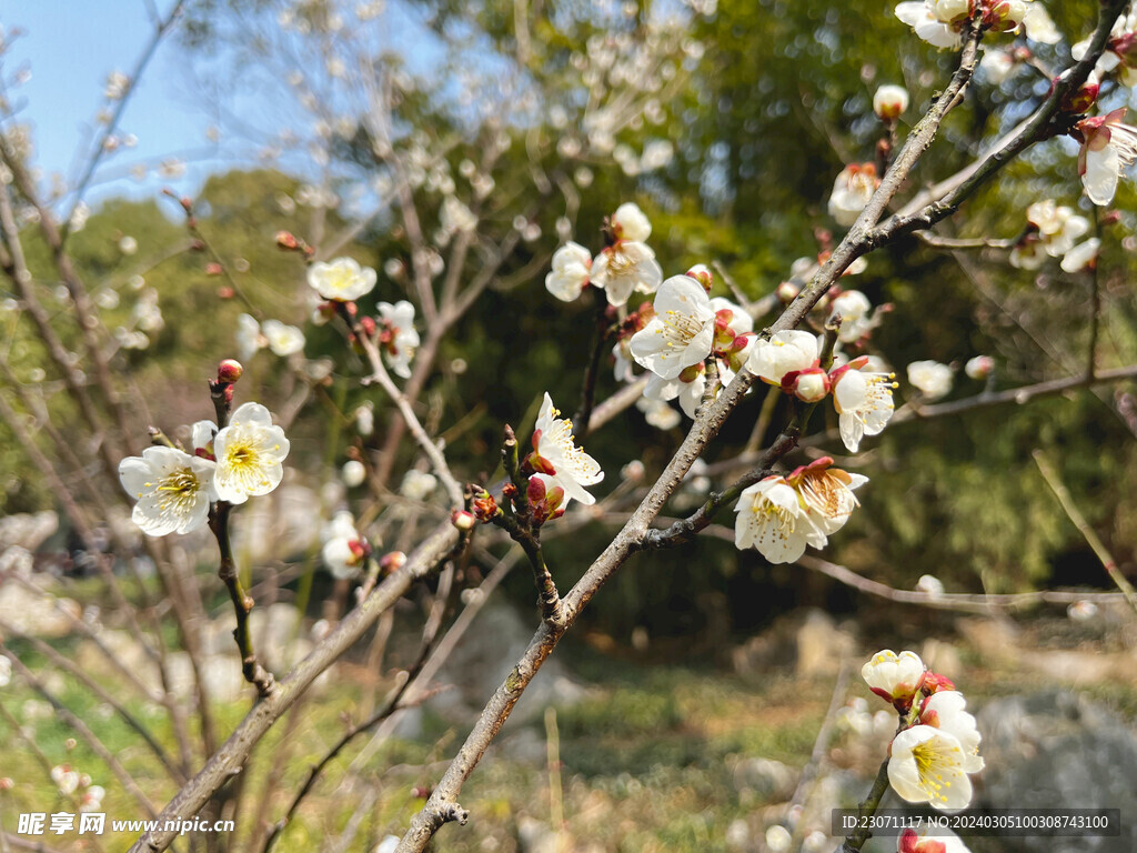 梅花