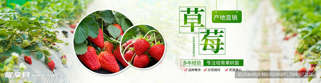 草莓苗木轮播