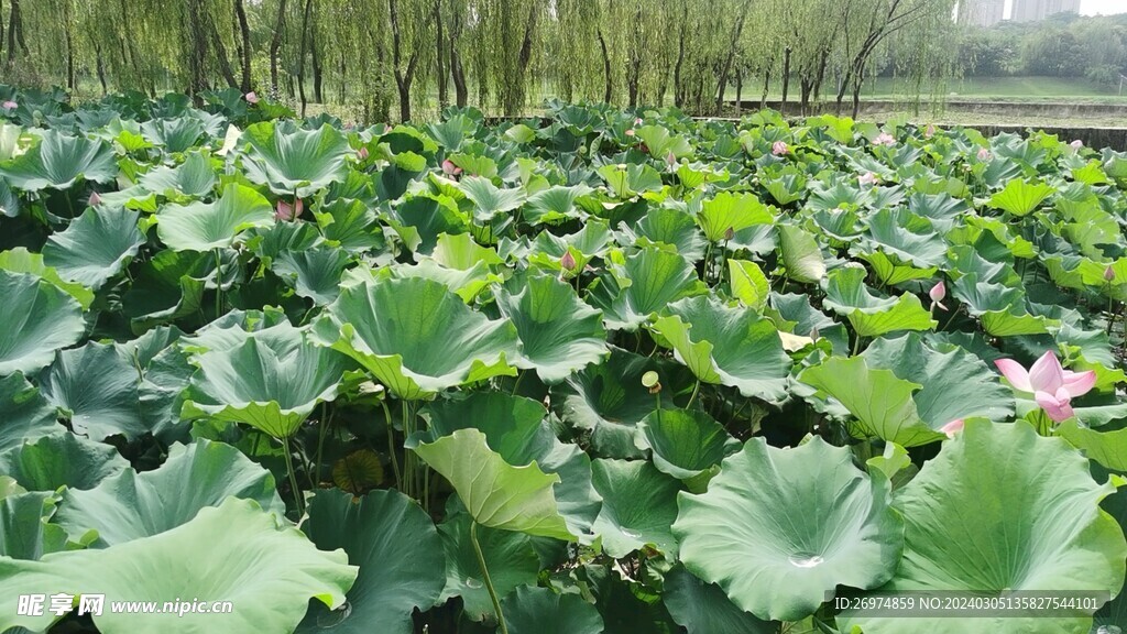 荷花 荷叶 荷塘