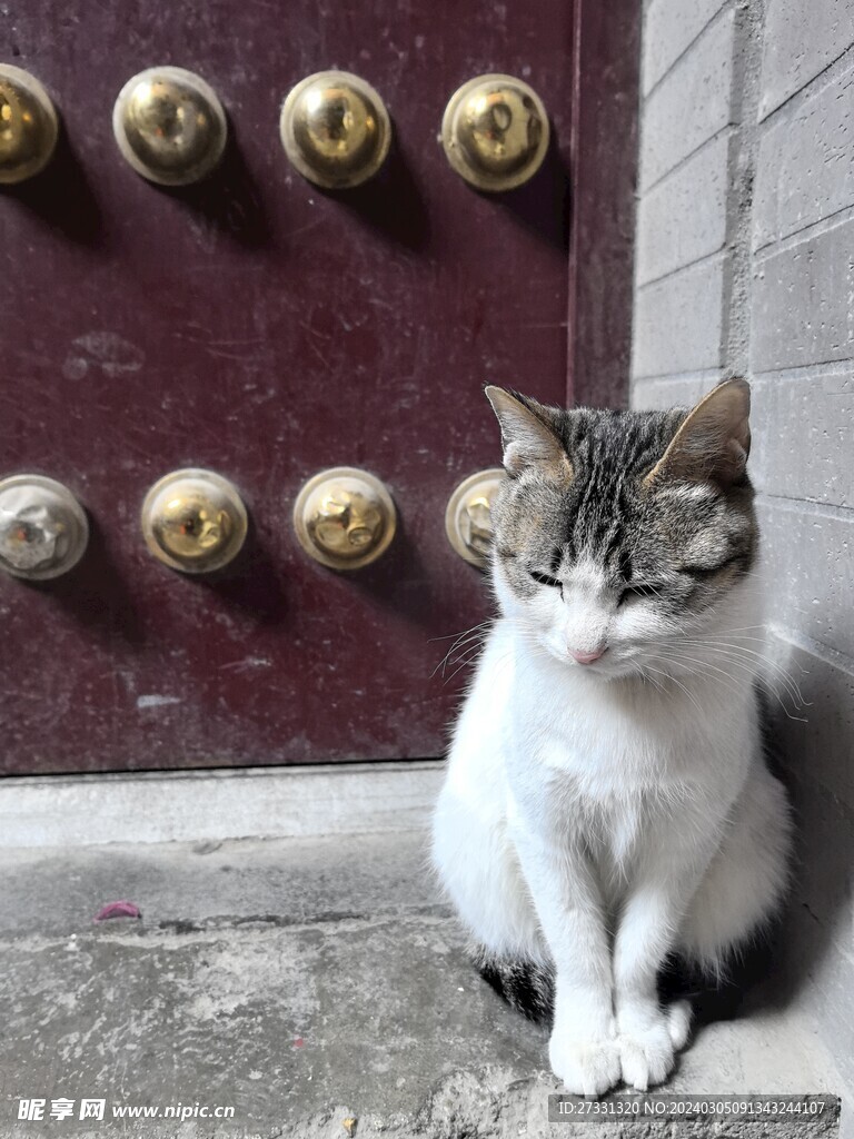 大门小猫