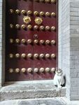 大门小猫