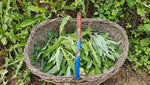 野菜