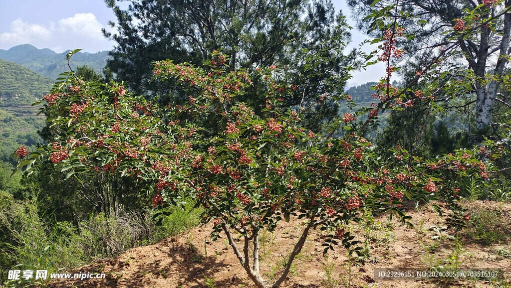 花椒树