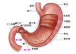 胃部结构图