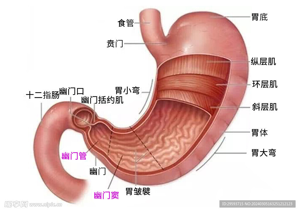 胃部结构图