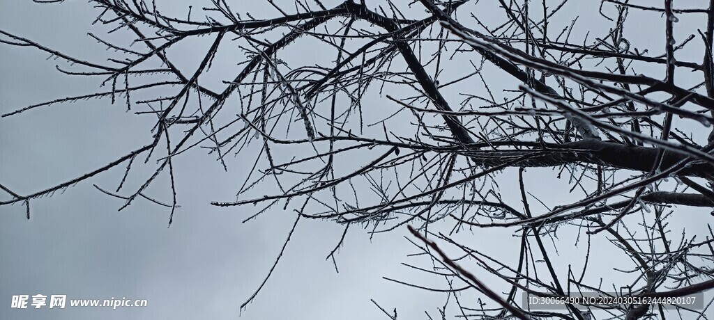 树支结冰