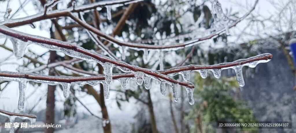 树支结冰 