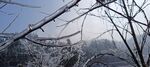 树支结冰