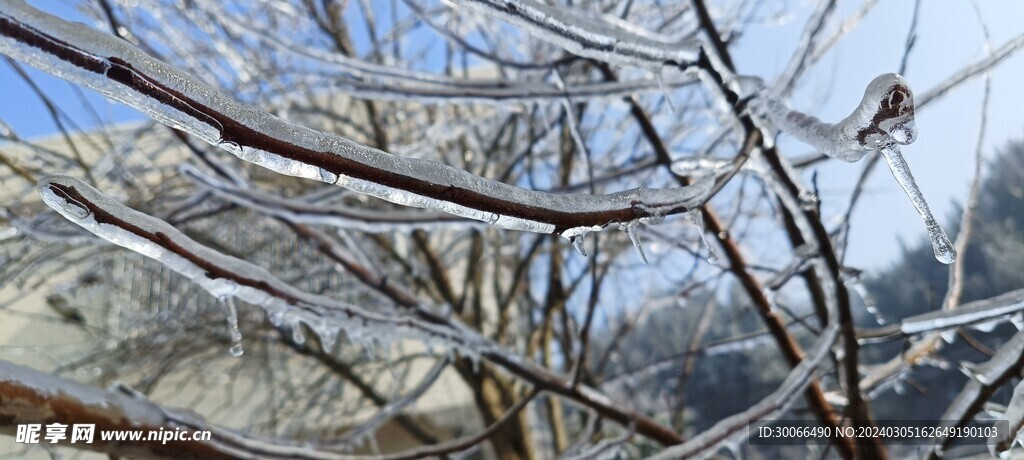 树支结冰
