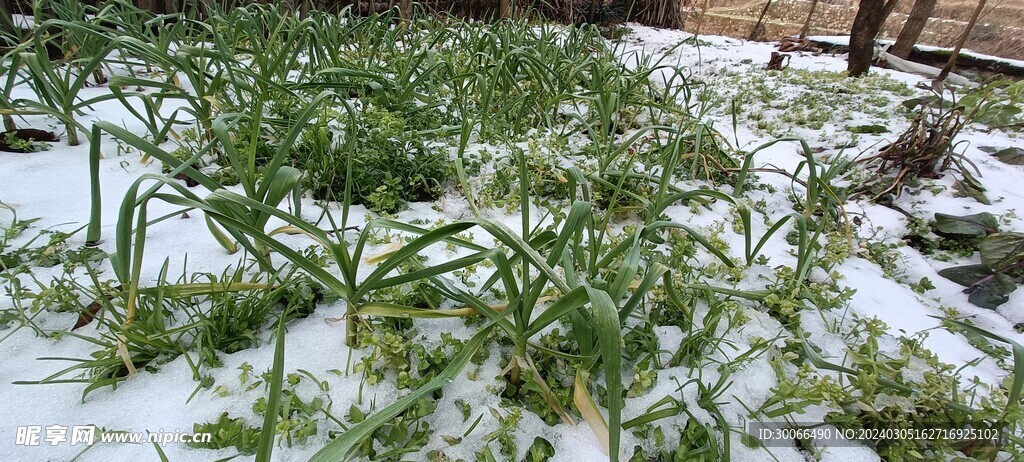 大雪 